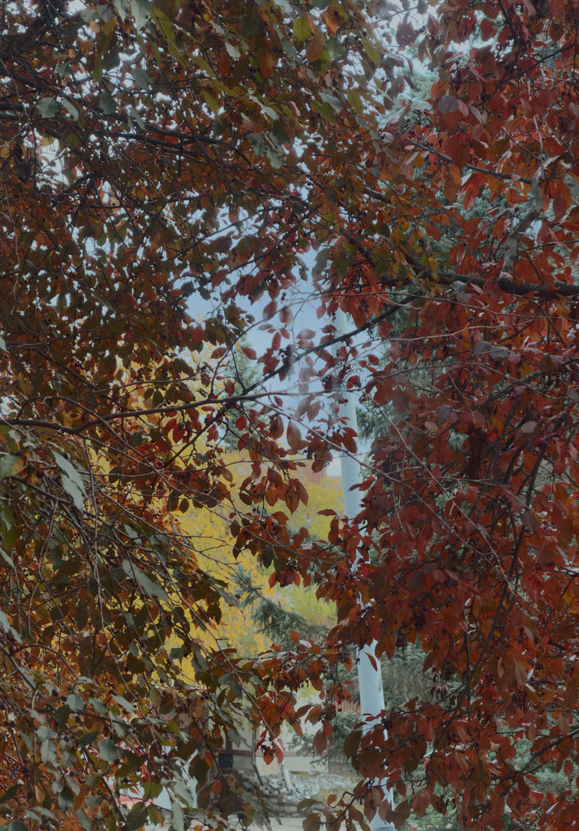 Red canopy